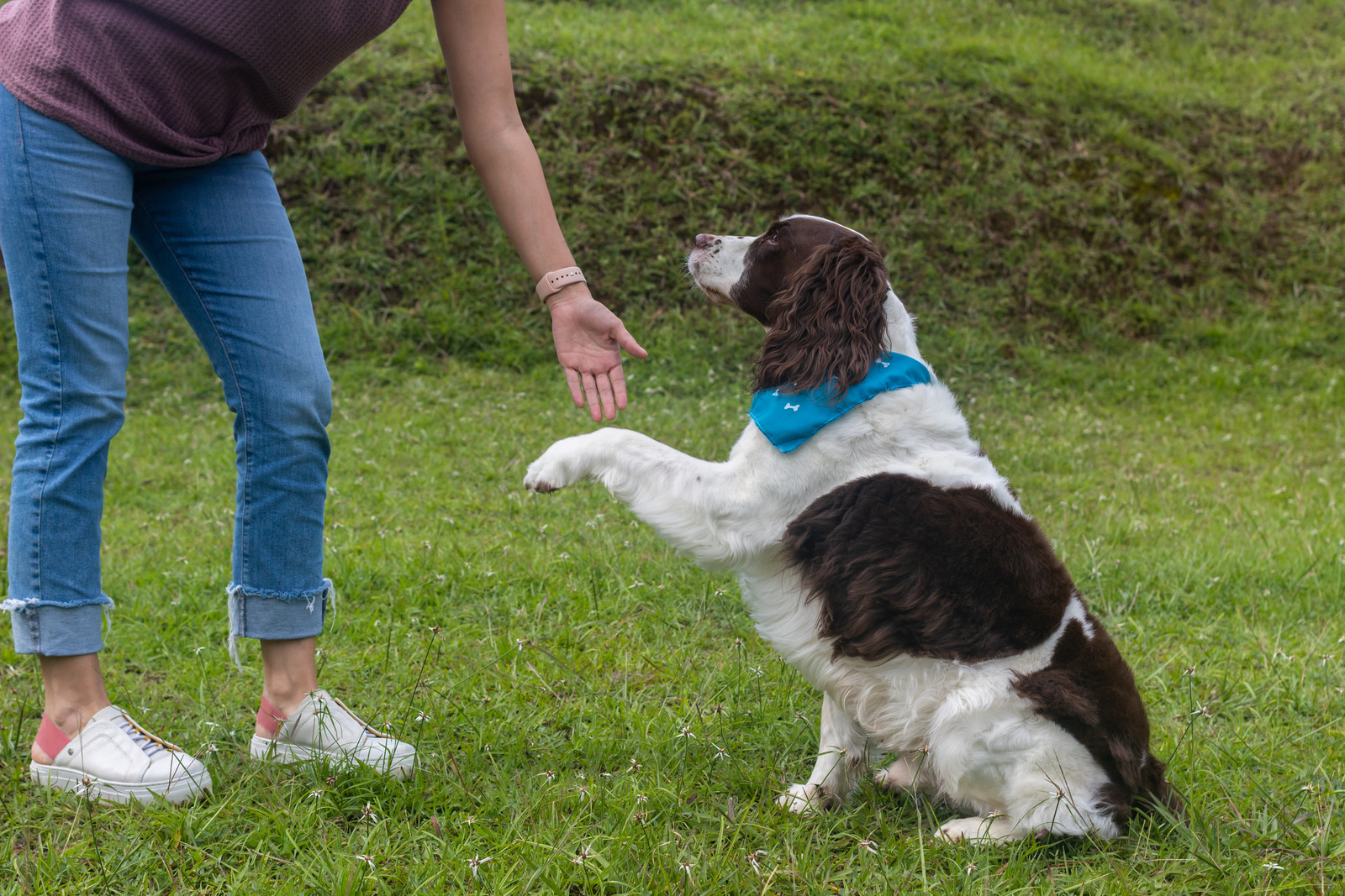 Spaniel giving trainer his paw