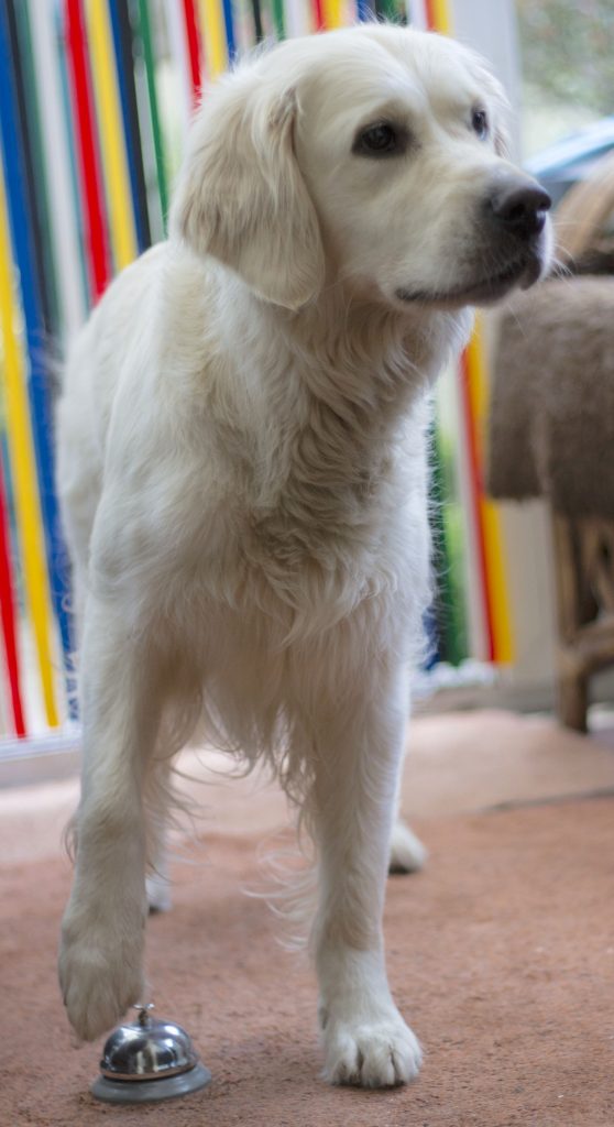 dog touching bell with paw