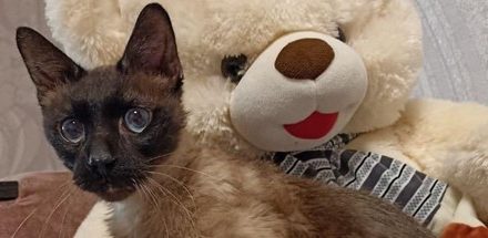Help the Animals in Ukraine – Inspiring Fundraiser Update