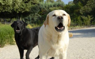 Dog Speak: The Language of Barking