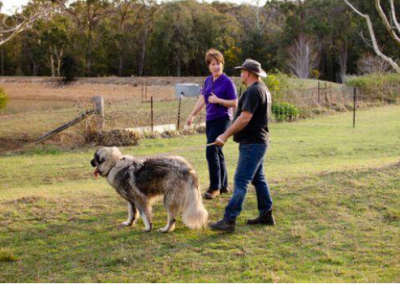 Understanding Livestock Guardian Dogs