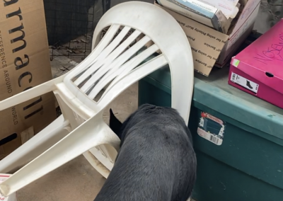 Fun Canine Nose Work in the Shelter