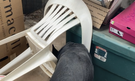 Fun Canine Nose Work in the Shelter