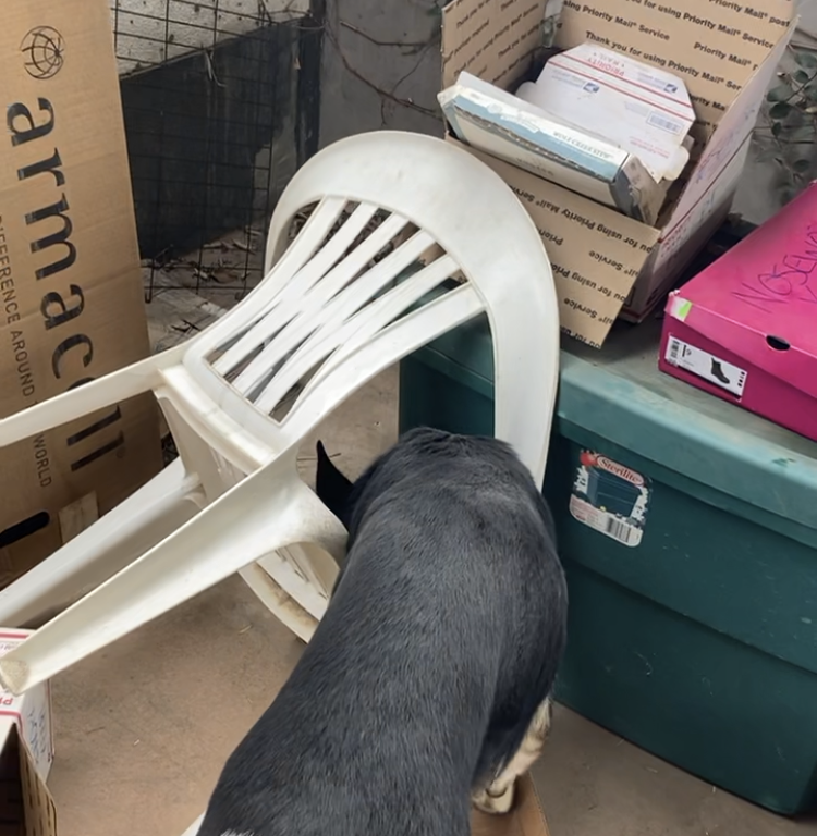 Fun Canine Nose Work in the Shelter