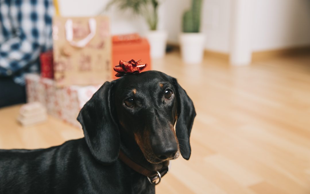 Tips for Ensuring Safe and Happy Holidays for People and Dogs
