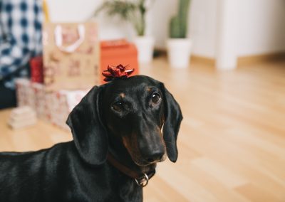 Tips for Ensuring Safe and Happy Holidays for People and Dogs