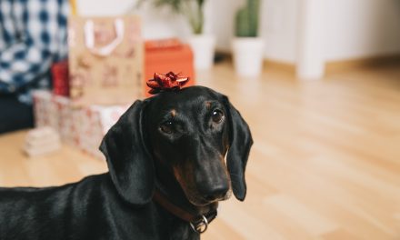 Tips for Ensuring Safe and Happy Holidays for People and Dogs