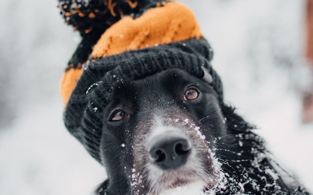 Baby, It’s Cold Outside – Winter Outdoor Safety Tips for Pets