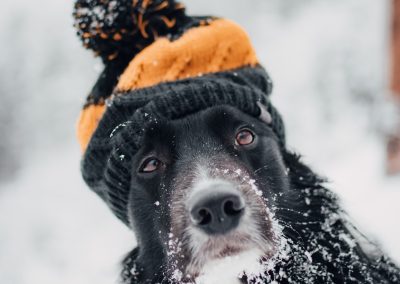 Baby, It’s Cold Outside – Winter Outdoor Safety Tips for Pets