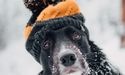 Baby, It’s Cold Outside – Winter Outdoor Safety Tips for Pets