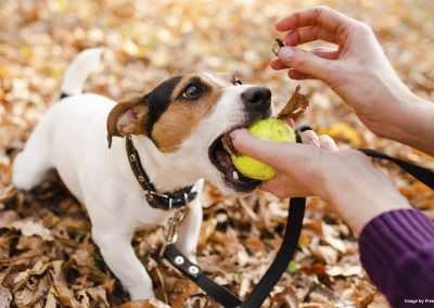 Common Stumbling Blocks to Behavioral Recovery for Dogs and How to Overcome Them