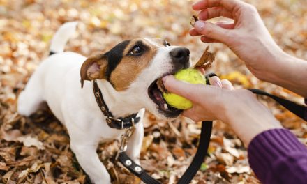 Common Stumbling Blocks to Behavioral Recovery for Dogs and How to Overcome Them