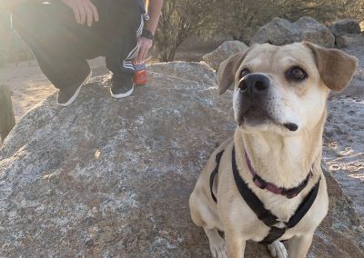 Nelly the Desert Dog: Once a Feral Night Roamer, Now a Super Trooper