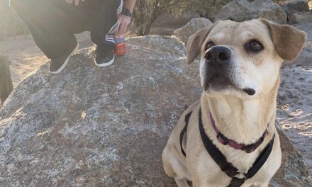 Nelly the Desert Dog: Once a Feral Night Roamer, Now a Super Trooper