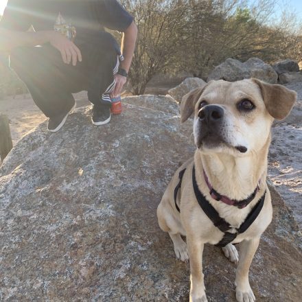 Nelly the Desert Dog: Once a Feral Night Roamer, Now a Super Trooper