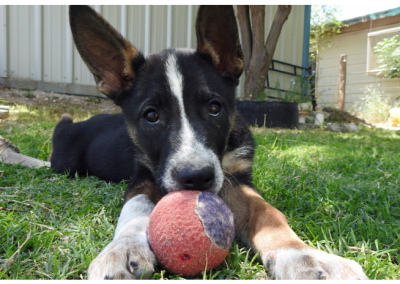 Stubby’s Story: From Crossroads to Heart Dog