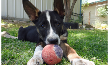 Stubby’s Story: From Crossroads to Heart Dog